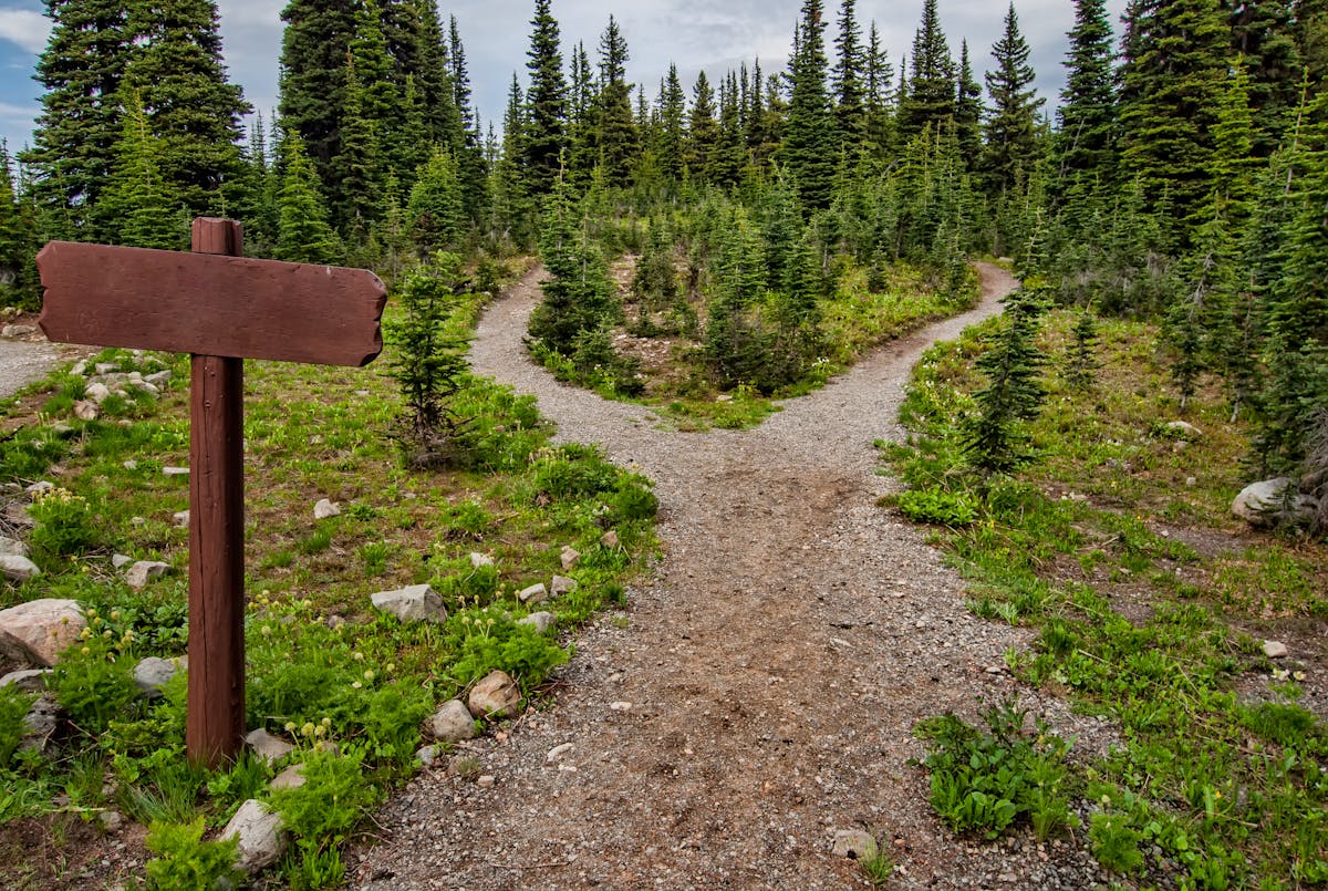 A peaceful trail through the forest — stay connected on this journey
